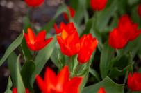 В Ботаническом саду ВятГУ расцветут 650 тюльпанов в честь юбилея Кирова 