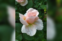 В Ботаническом саду ВятГУ распускаются розы 