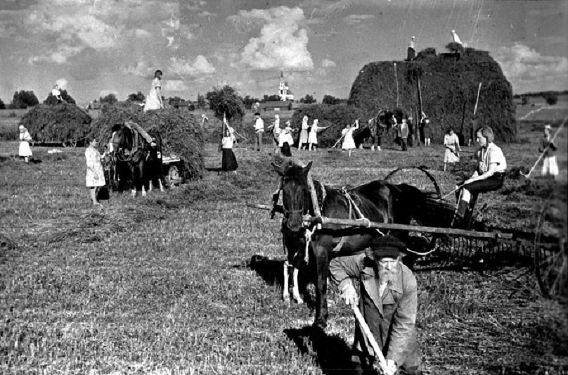 Фронтовая полоса пропуская гурты колхозного скота. Тыл колхозы в ВОВ 1941-1945.